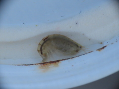 Wecomedon nobilis