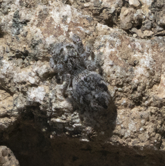 Habronattus hirsutus