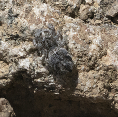 Habronattus hirsutus