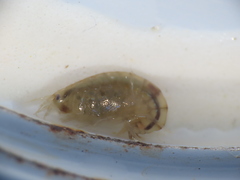Wecomedon nobilis