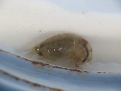 Wecomedon nobilis