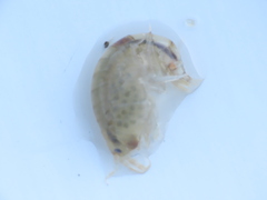 Wecomedon nobilis