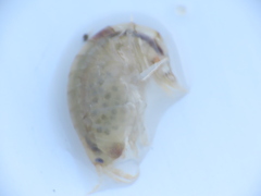 Wecomedon nobilis