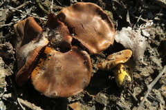 Cortinarius clelandii