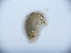 Wecomedon nobilis