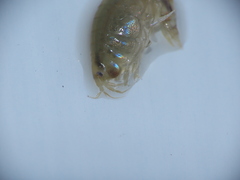 Wecomedon nobilis