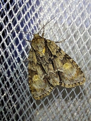 Acronicta strigosa