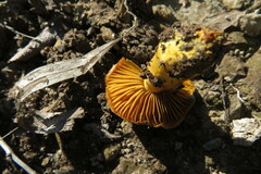 Cortinarius clelandii