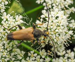 Trigonarthris proxima