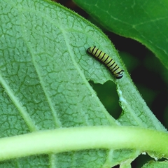 Danaus plexippus