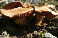 Cortinarius clelandii