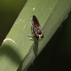 Cerotainia macrocera