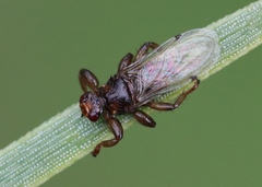 Lipoptena depressa