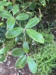 Pittosporum ralphii