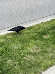 Corvus brachyrhynchos