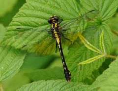 Ophiogomphus howei