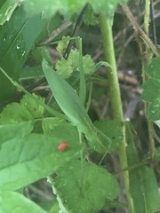 Kuwayamaea sapporensis