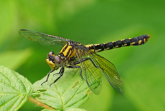Ophiogomphus howei