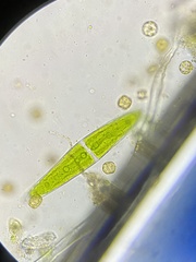 Closterium closterioides