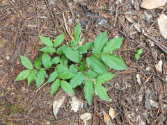 Prosartes hookeri