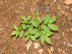 Prosartes hookeri