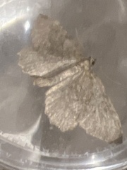 Philereme vetulata