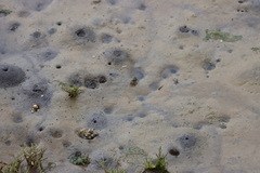 Hemigrapsus oregonensis