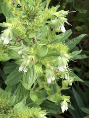 Lithospermum parviflorum