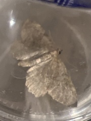 Philereme vetulata