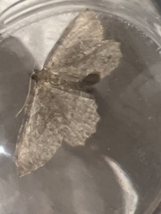 Philereme vetulata