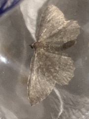 Philereme vetulata