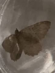 Philereme vetulata