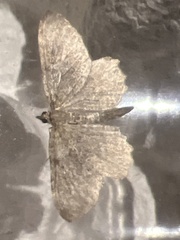 Philereme vetulata