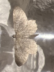 Philereme vetulata