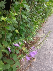 Campanula rapunculoides