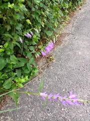 Campanula rapunculoides