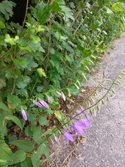 Campanula rapunculoides