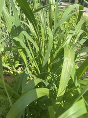 Poaceae