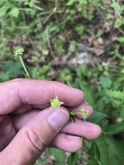 Geum virginianum