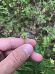 Geum virginianum