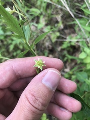 Geum virginianum