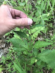 Geum virginianum