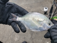 Hyperprosopon ellipticum