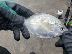 Hyperprosopon ellipticum