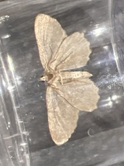 Philereme vetulata