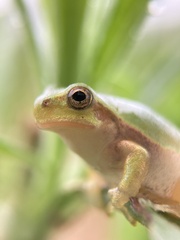 Hyla japonica