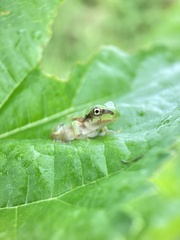 Hyla japonica
