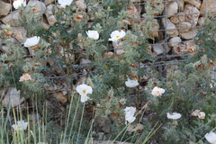 Argemone aurantiaca