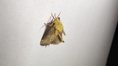 Narosoideus flavidorsalis