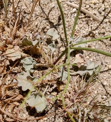 Eriogonum baileyi